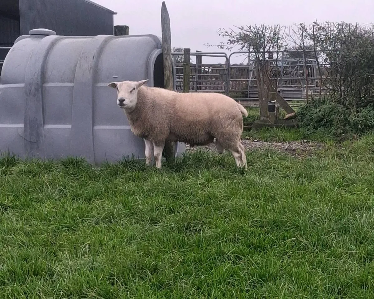 Belclare ram - Image 3