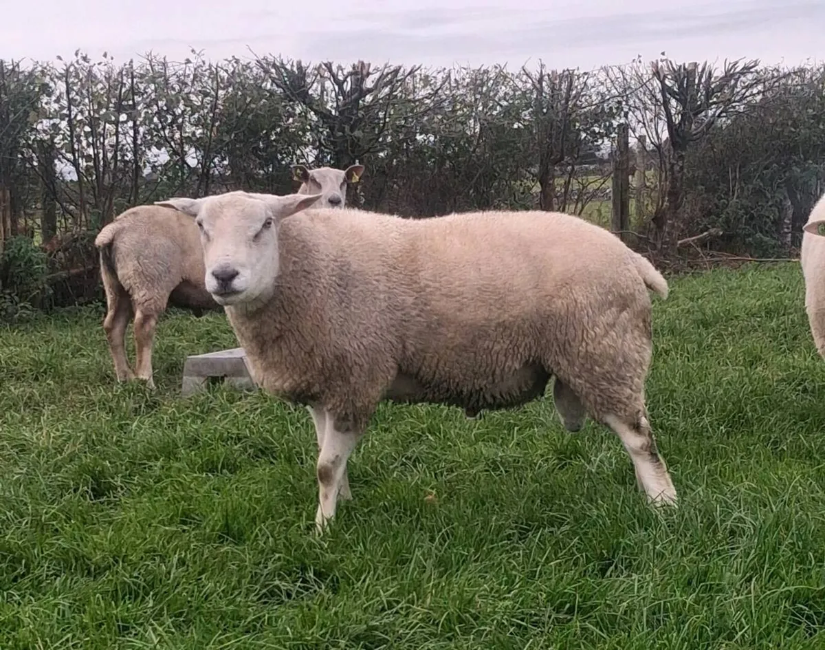Belclare ram - Image 4