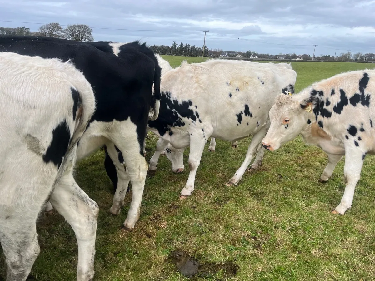OranBay Holsteins  Incalf Heifers - Image 2