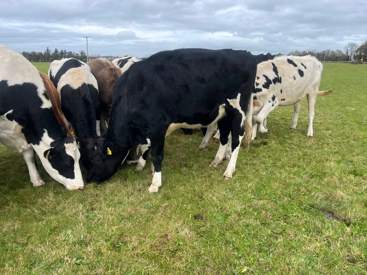 OranBay Holsteins  Incalf Heifers - Image 3