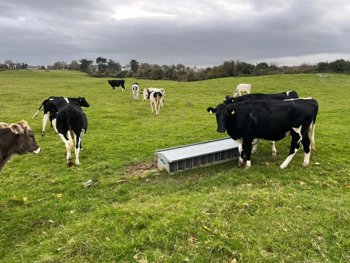 OranBay Holsteins  Incalf Heifers - Image 4