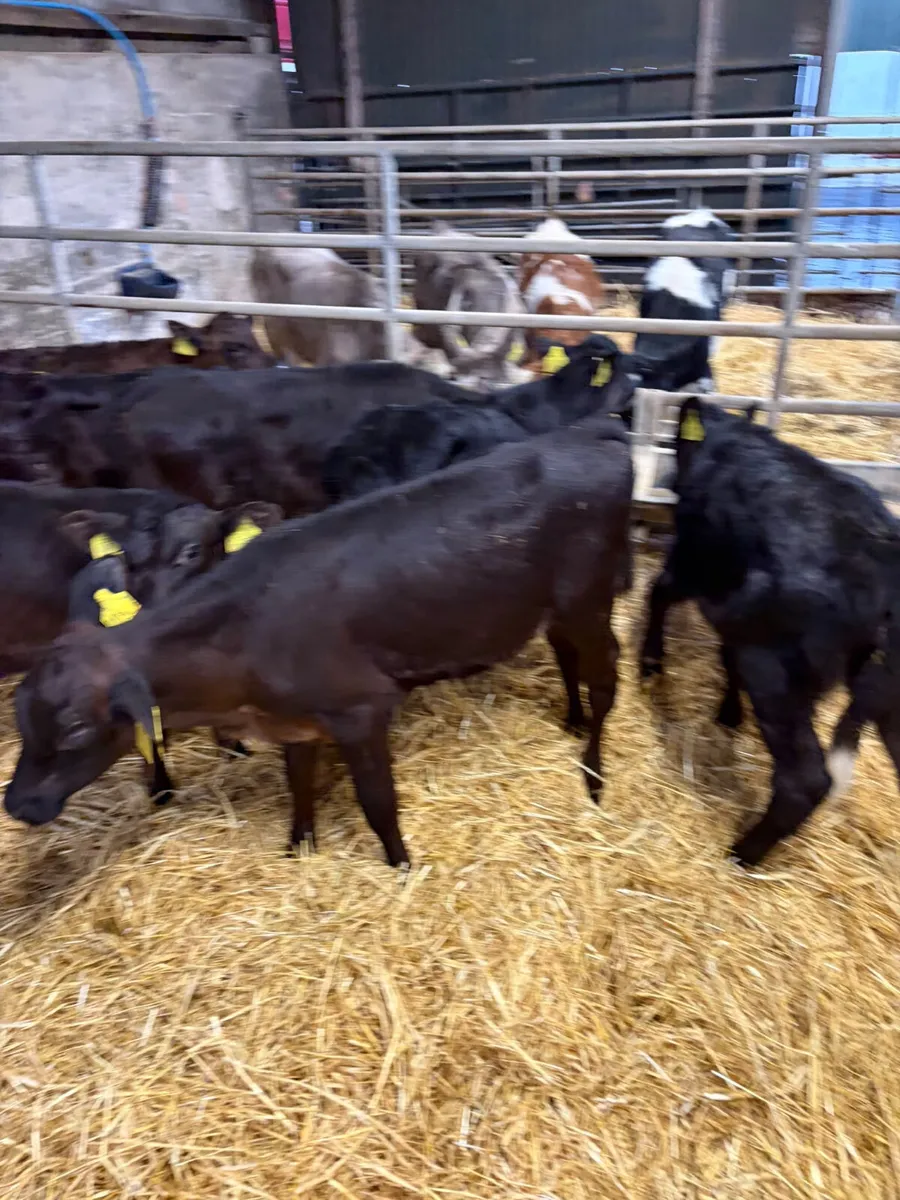 Reared Angus and lim bulls and heifers - Image 4