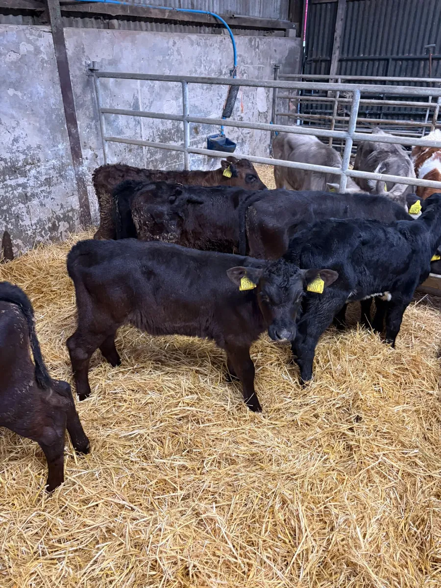 Reared Angus and lim bulls and heifers - Image 3