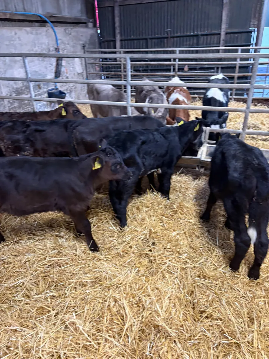 Reared Angus and lim bulls and heifers - Image 2