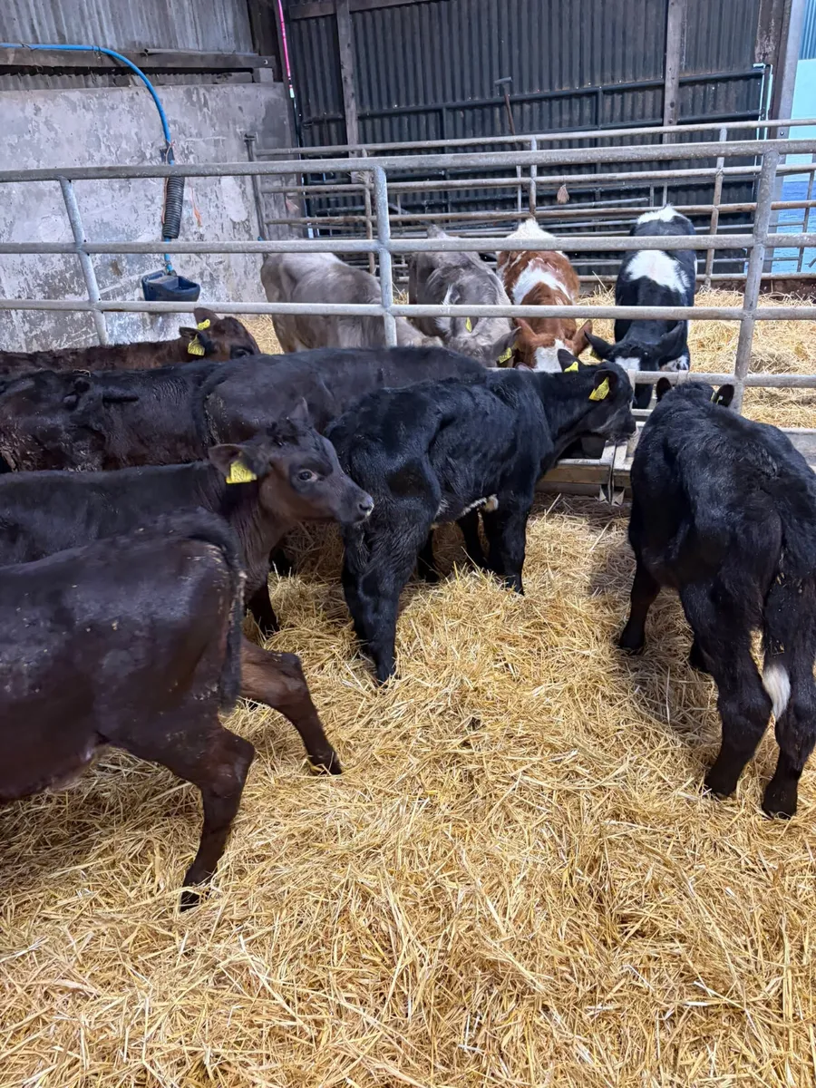 Reared Angus and lim bulls and heifers - Image 1