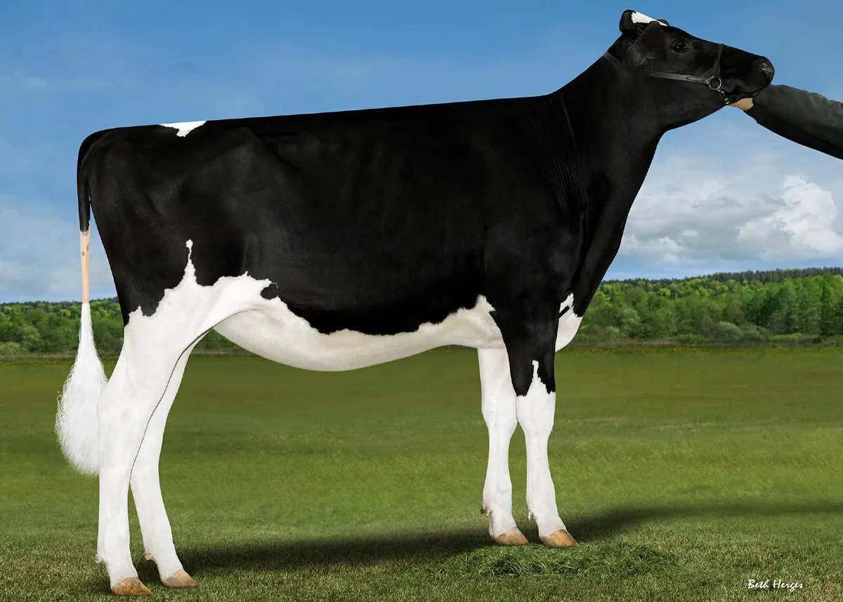 OranBay Holsteins  Incalf Heifers - Image 1