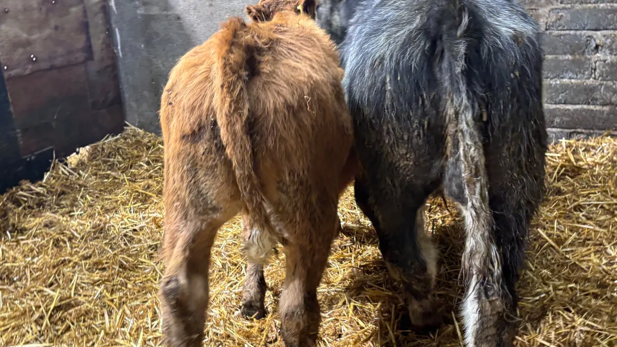 2 Suckler Bred Limousin Bull Runners - Image 4