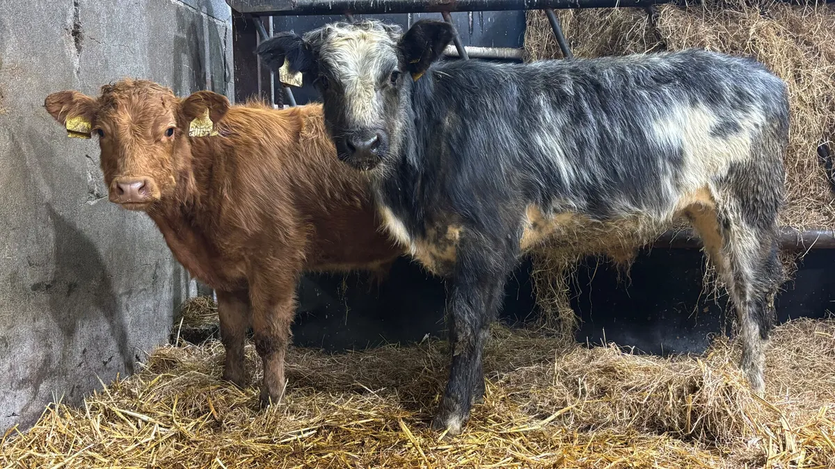 2 Suckler Bred Limousin Bull Runners - Image 3