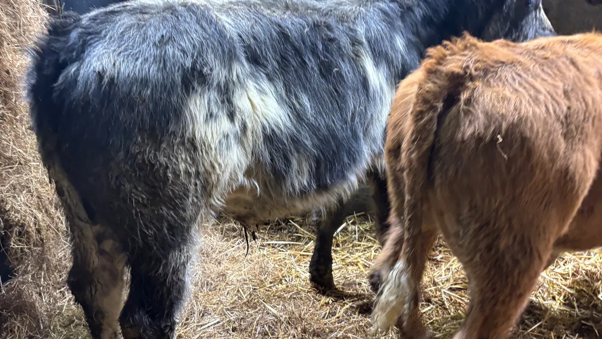 2 Suckler Bred Limousin Bull Runners - Image 2