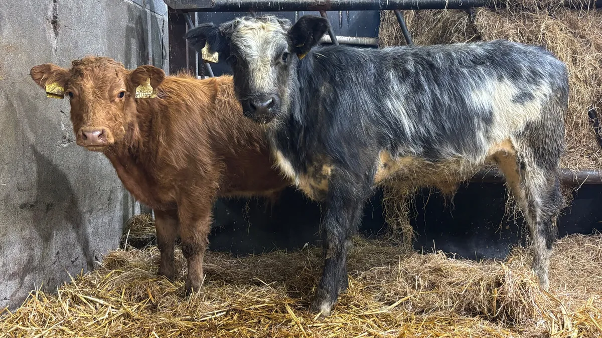 2 Suckler Bred Limousin Bull Runners - Image 1