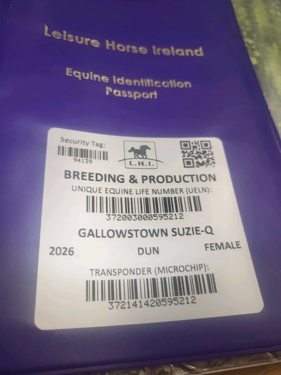 HORSES  3 FILLY FOALS DRUMBISHAMBO  MART 31 OCT. - Image 3