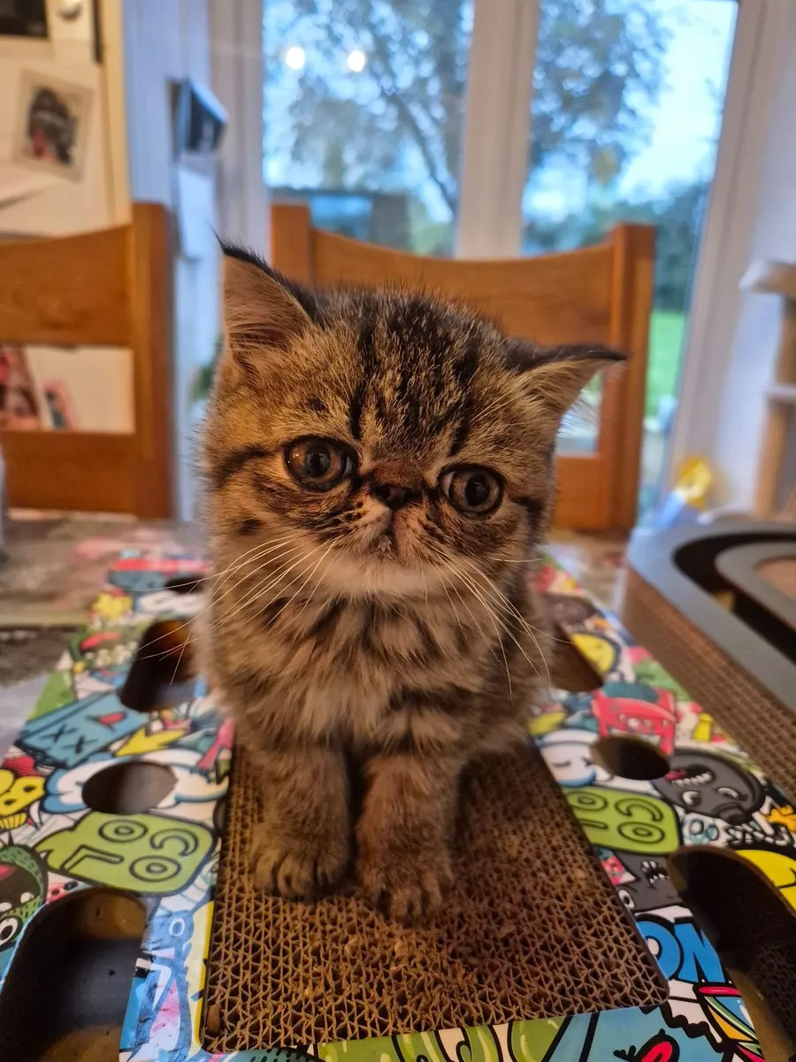 Exotic shorthair kittens - Image 1