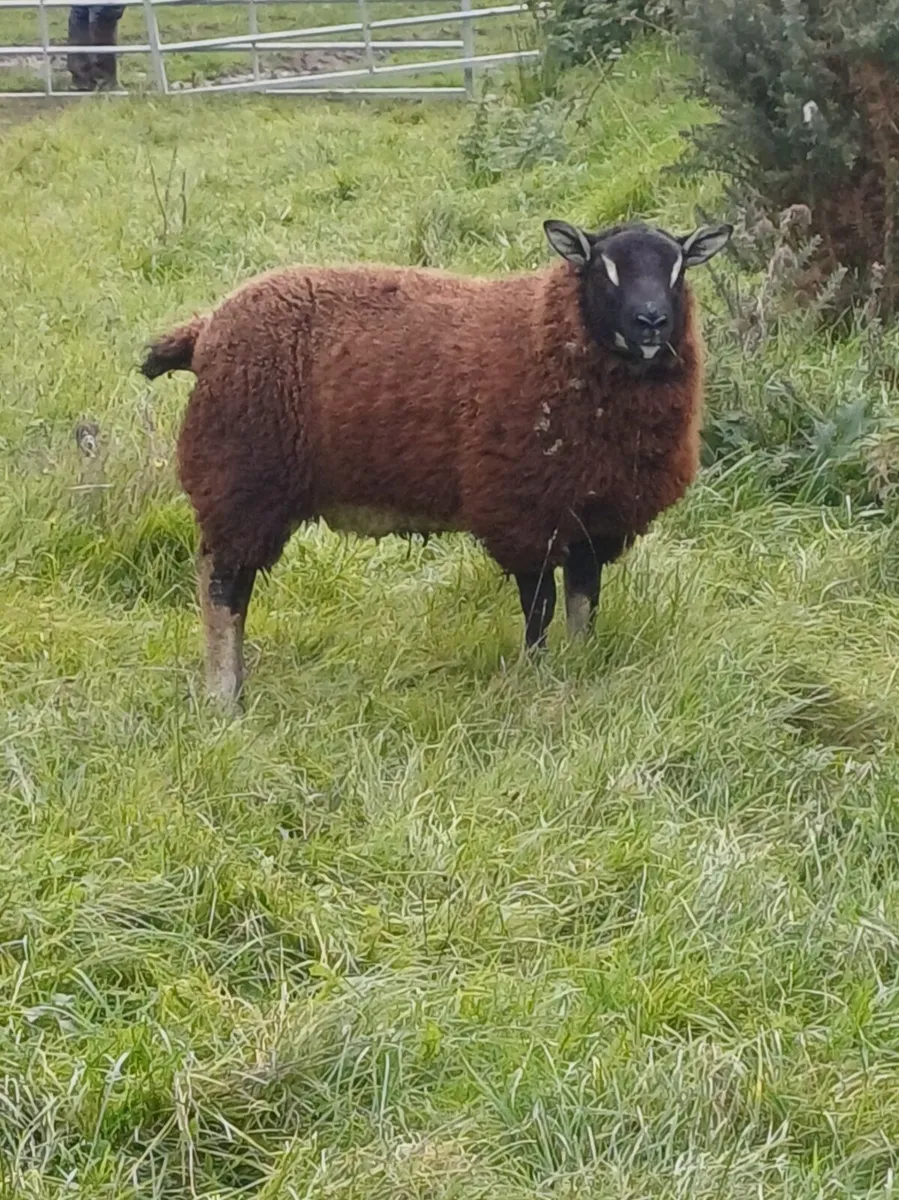 Sheep - Image 1