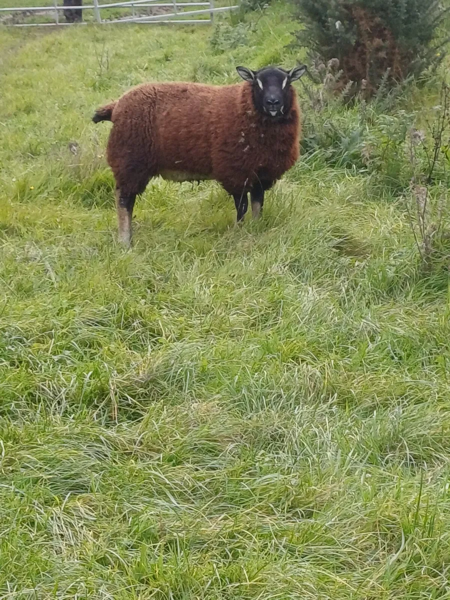 Sheep - Image 2