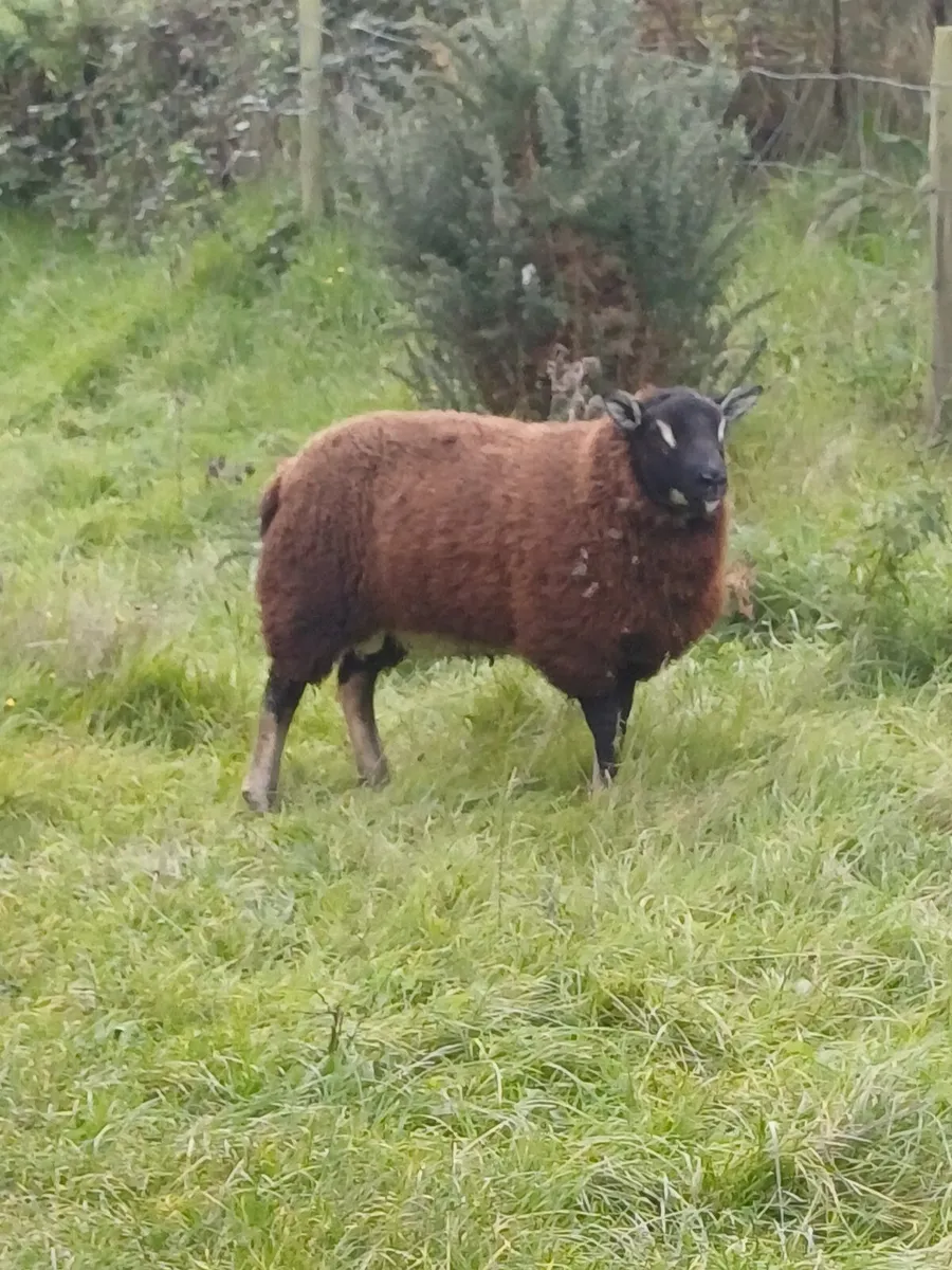 Sheep - Image 3