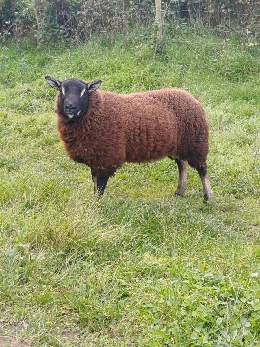 Sheep - Image 4