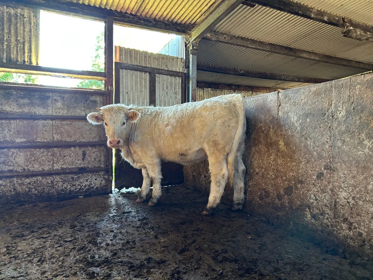 Charolais Pedigree Heifer - Image 1