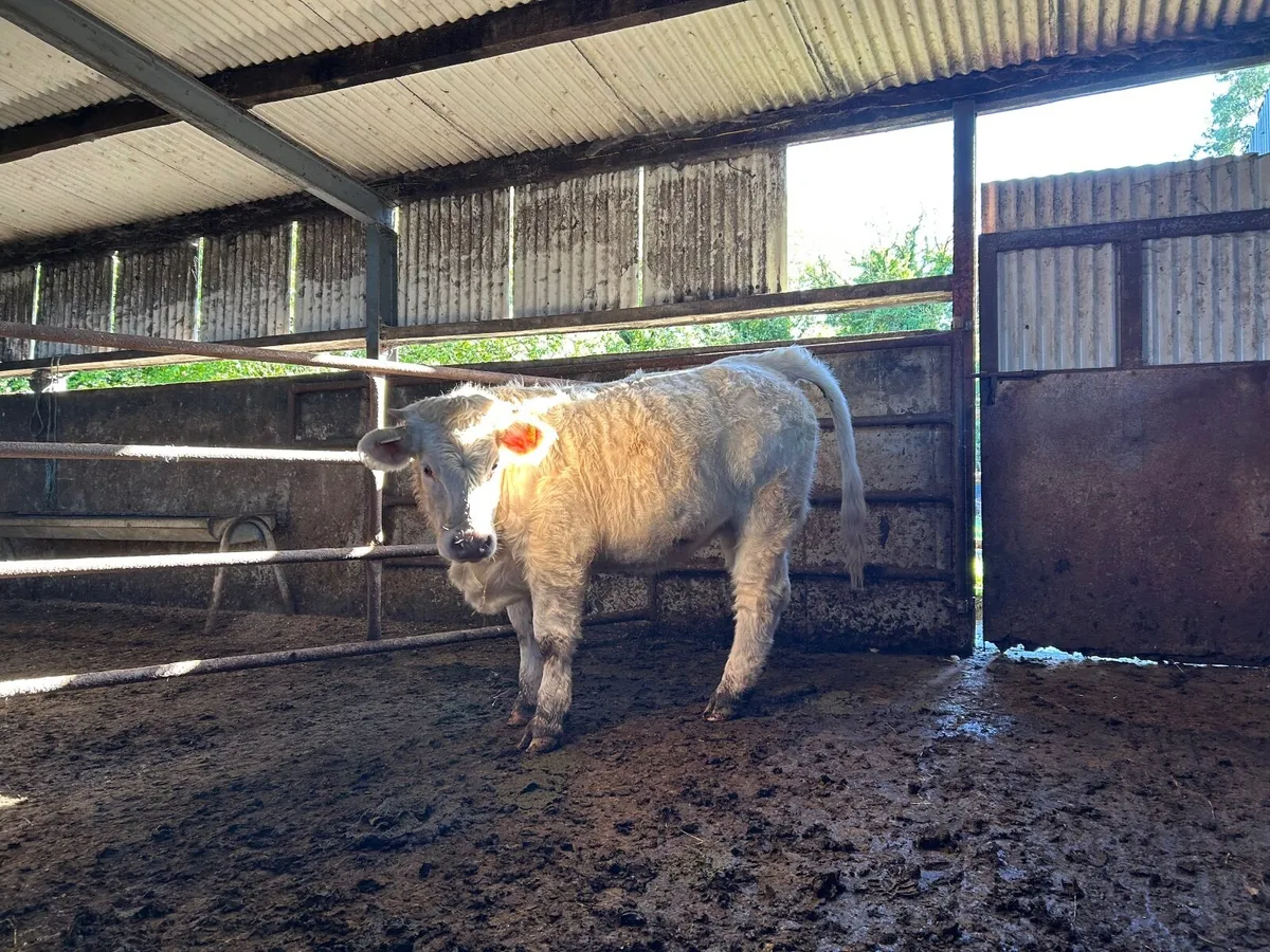 Charolais Pedigree Heifer - Image 2