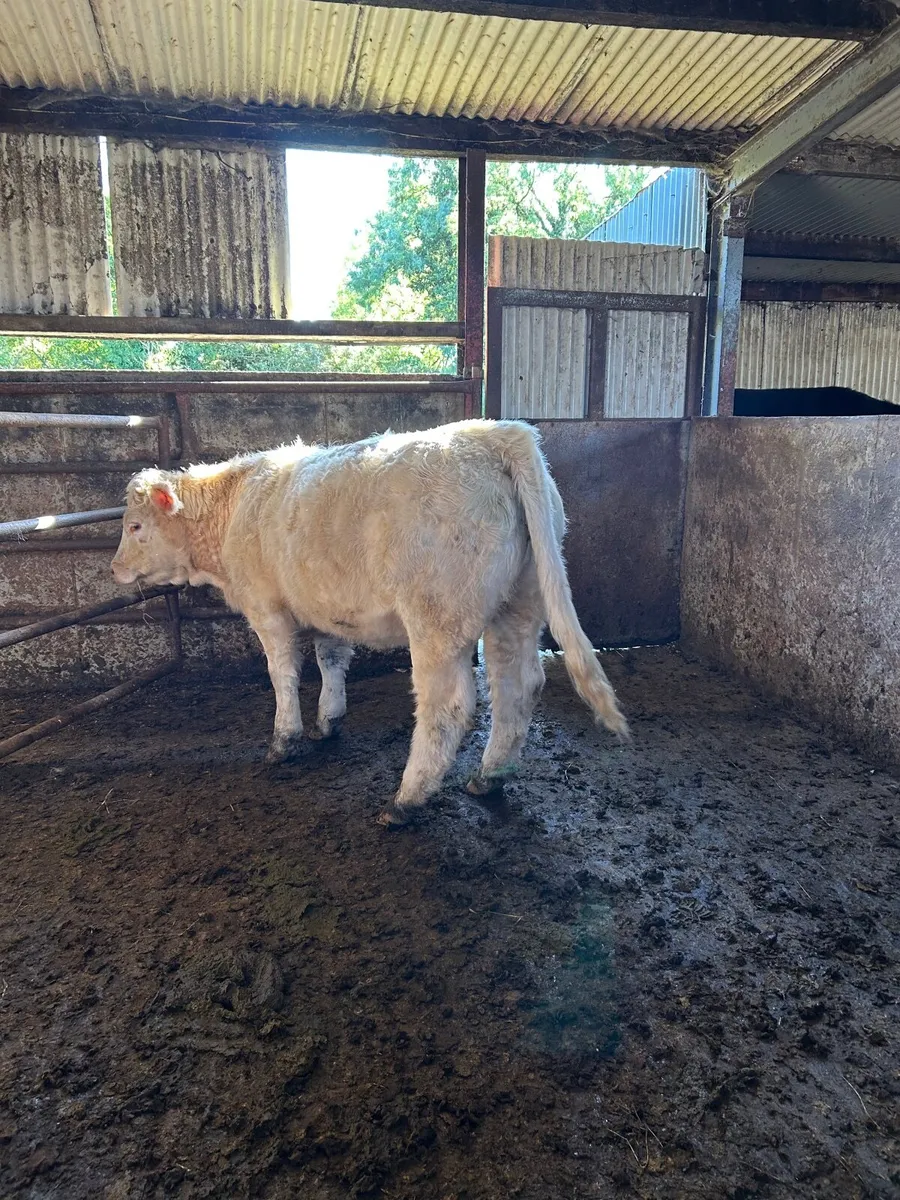 Charolais Pedigree Heifer - Image 3