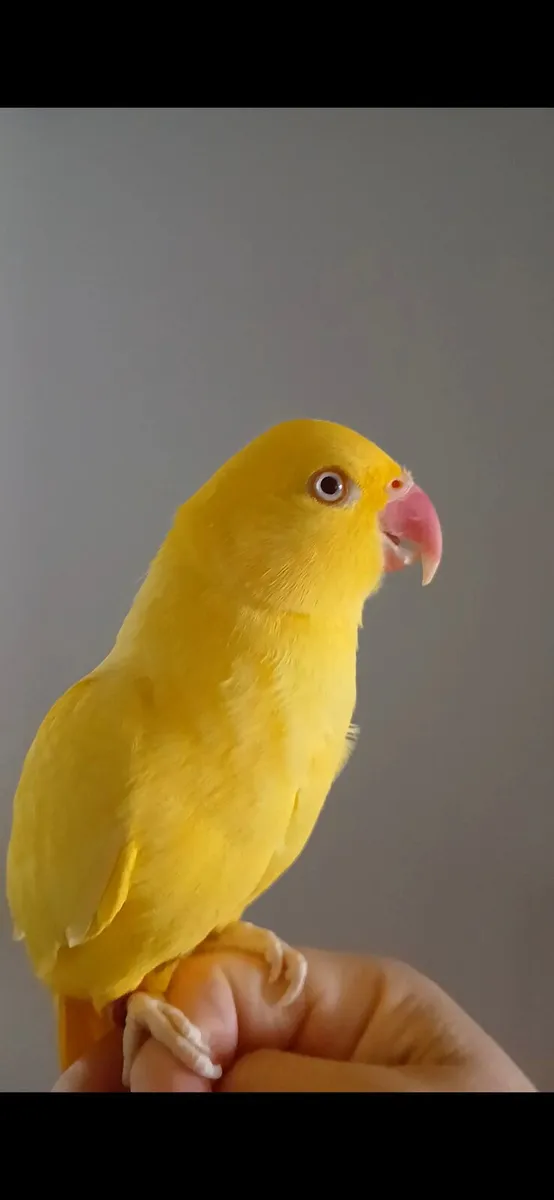 Hand reared ringneck - Image 1