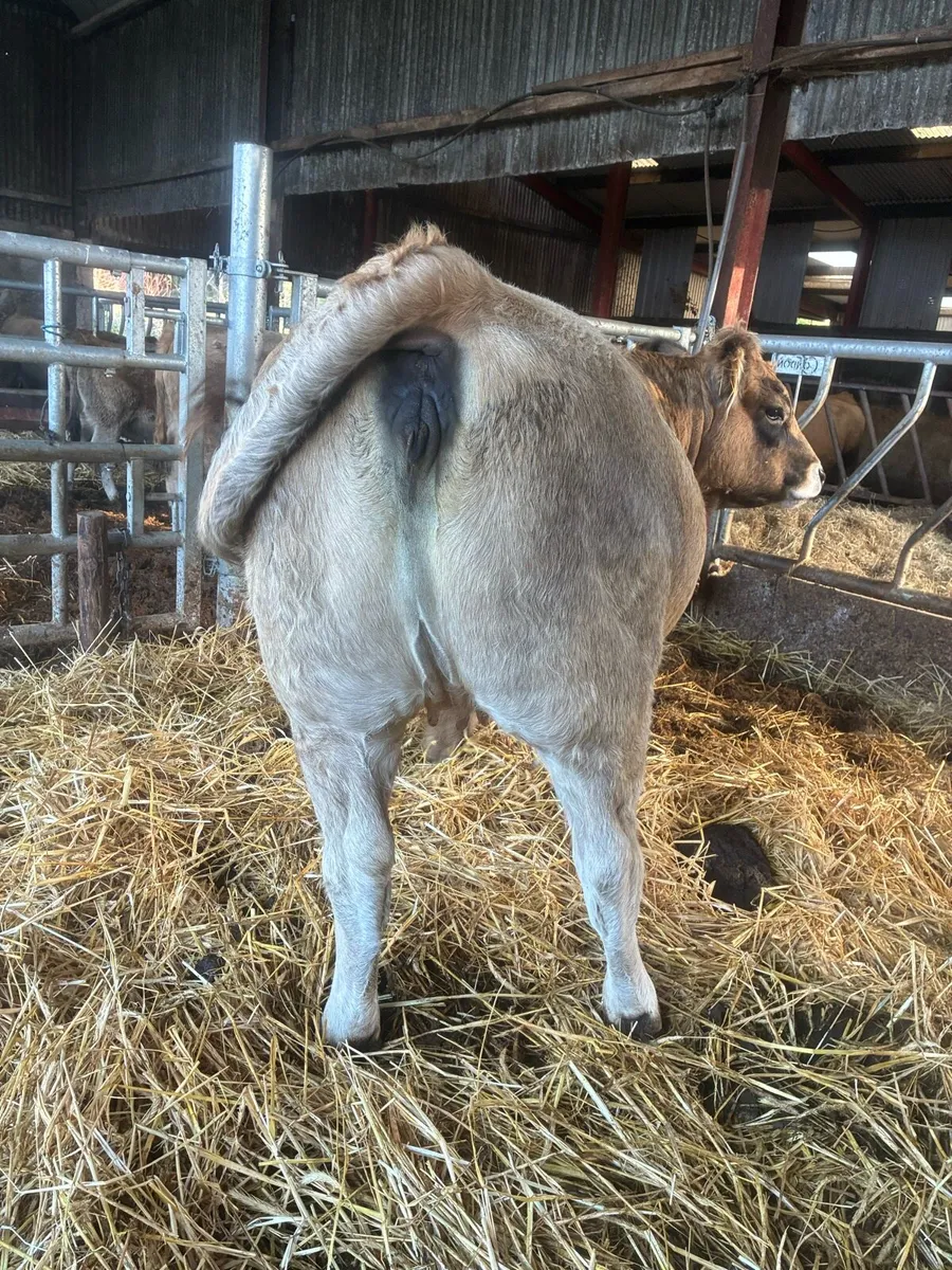 Incalf Pbr Aubrac heifer - Image 3