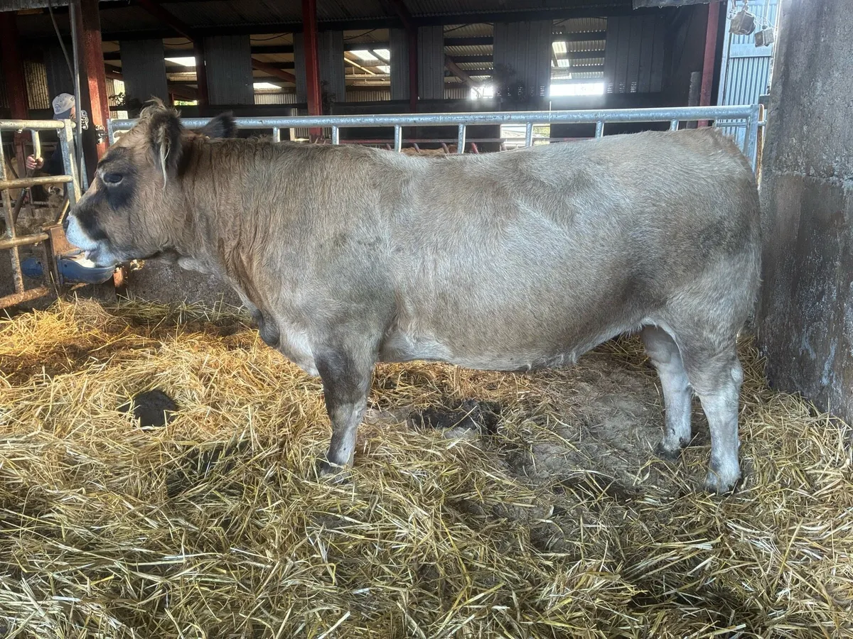 Incalf Pbr Aubrac heifer - Image 4