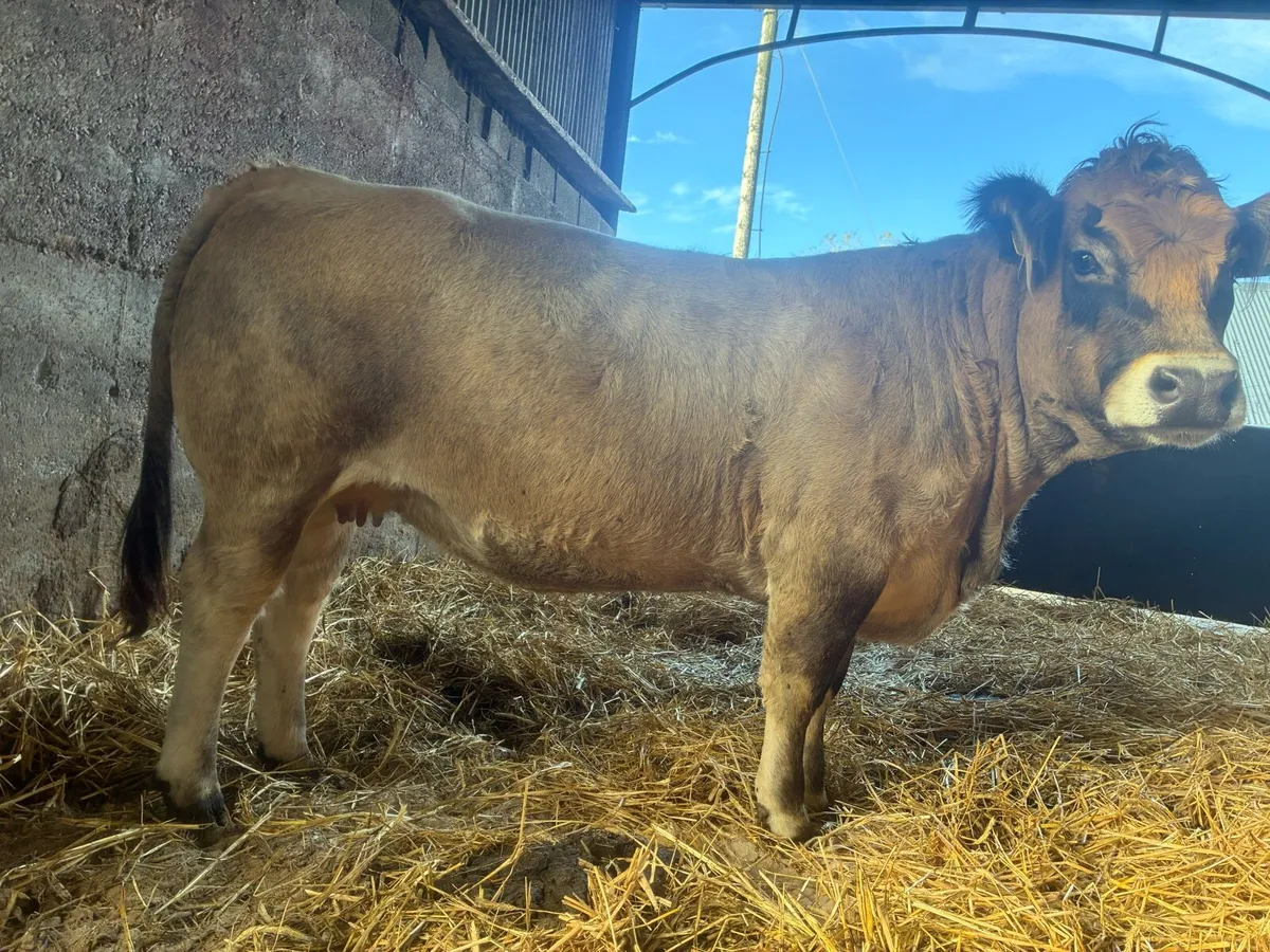 Incalf Pbr Aubrac heifer - Image 1