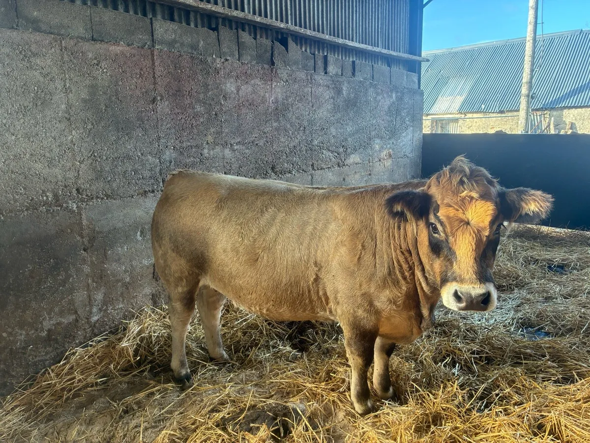 Incalf Pbr Aubrac heifer - Image 2