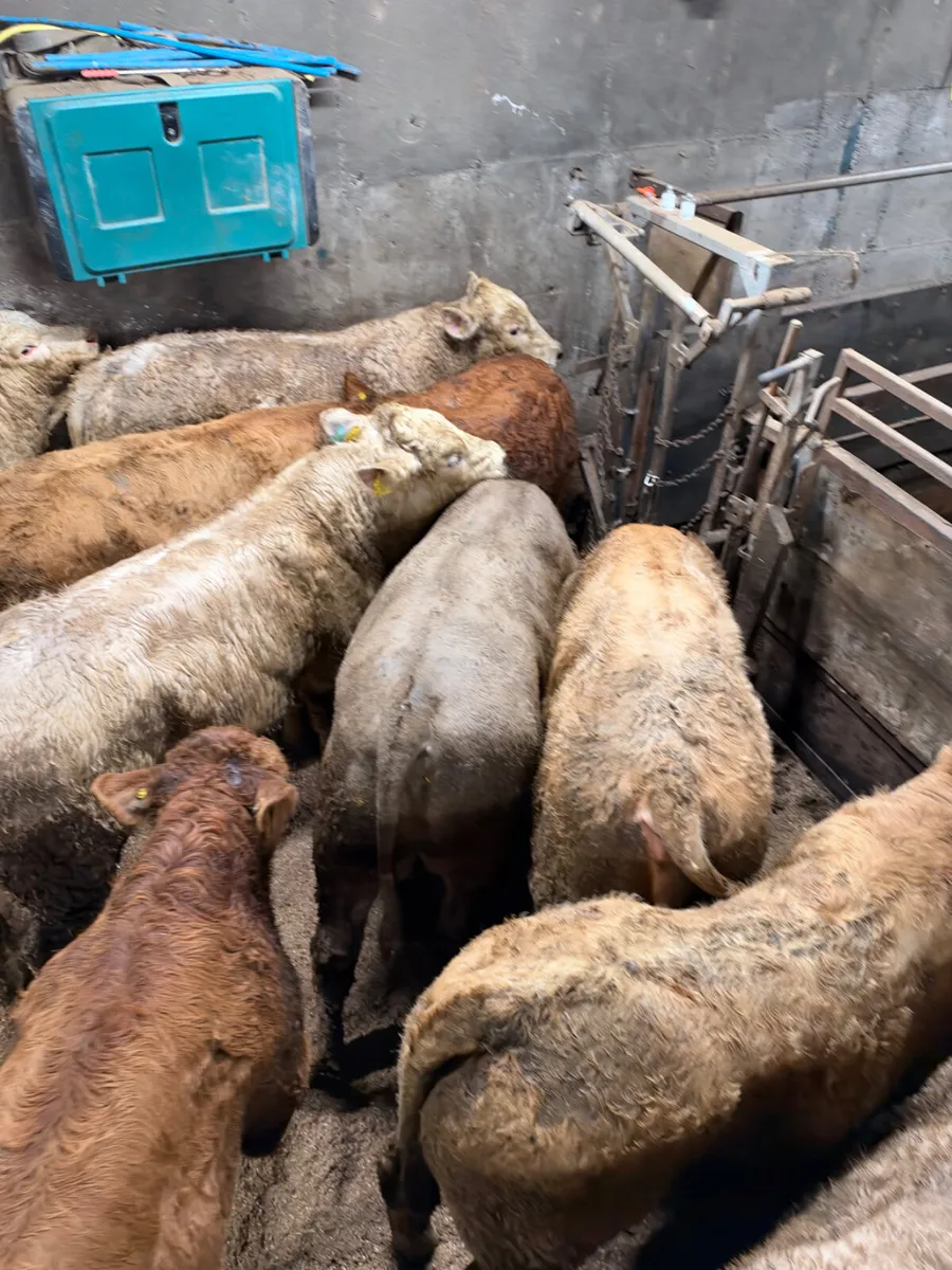 Charolais and sim bulls - Image 4