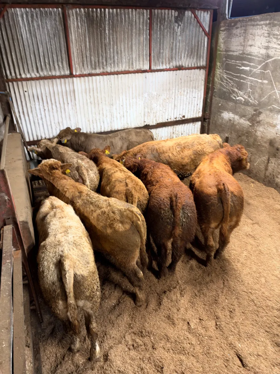 Charolais and sim bulls - Image 1