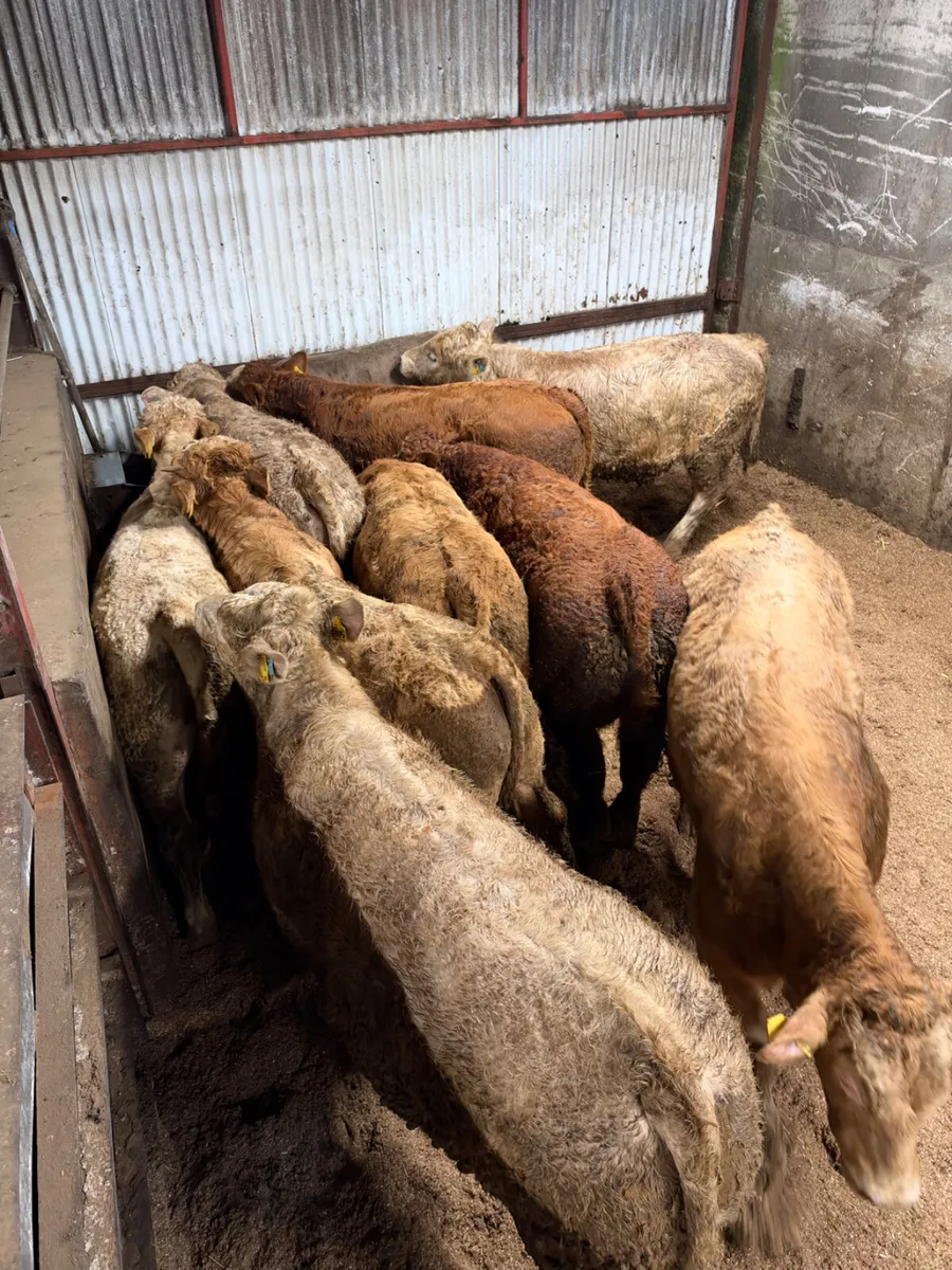 Charolais and sim bulls - Image 2