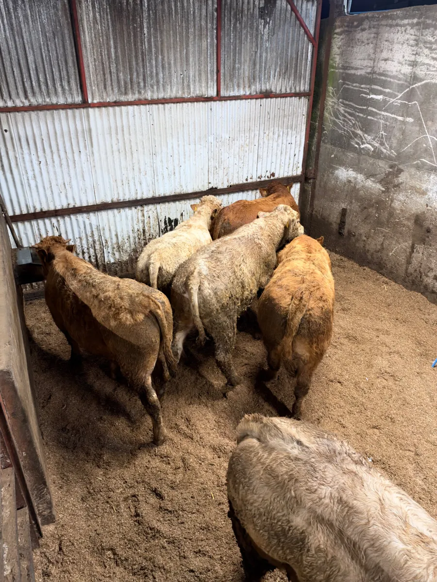 Charolais and sim bulls - Image 3
