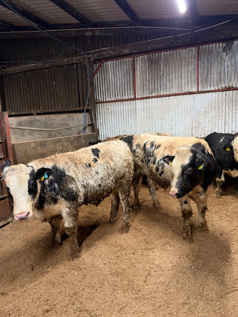 Blue and sim beef bred bulls - Image 4