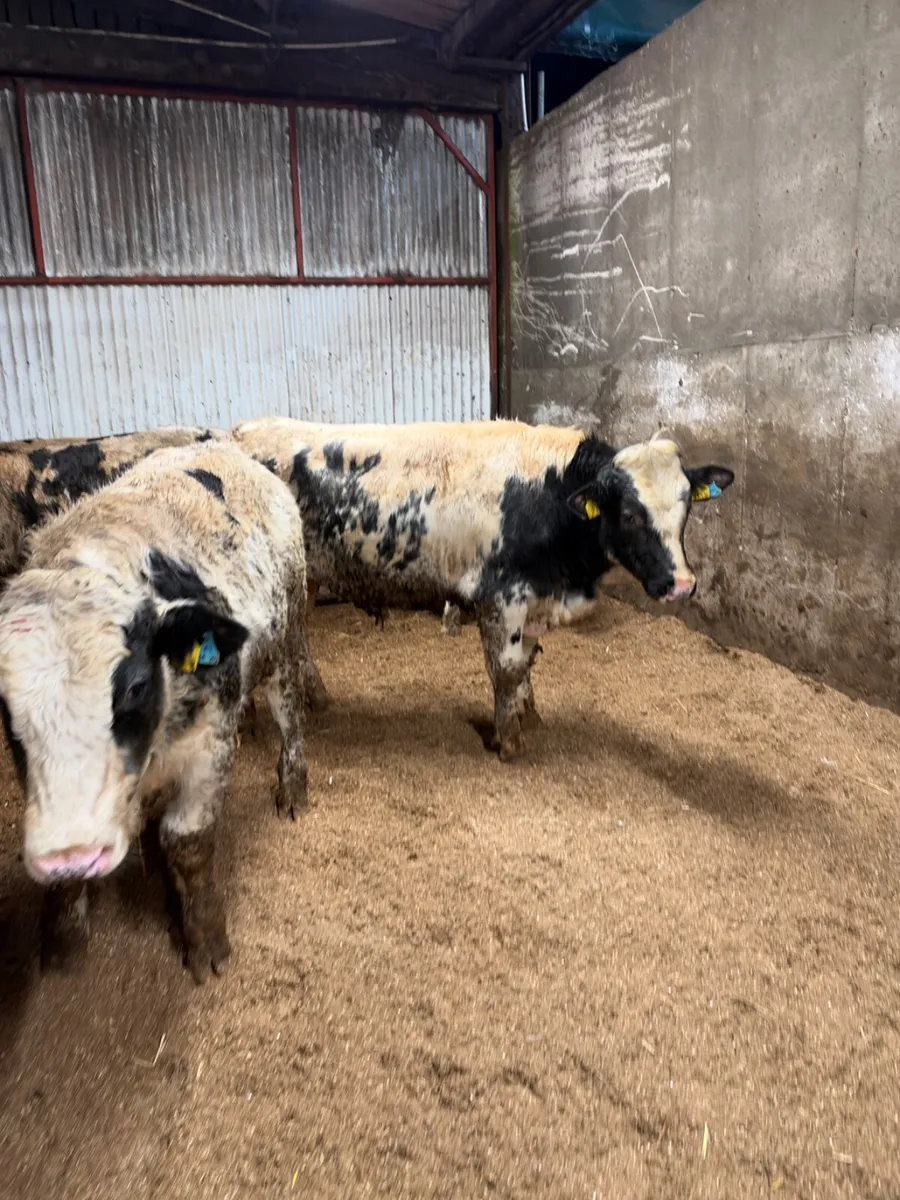 Blue and sim beef bred bulls - Image 1