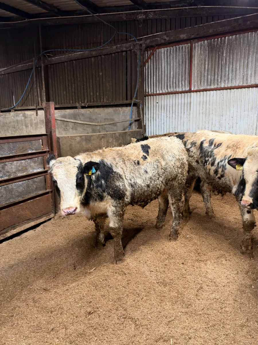 Blue and sim beef bred bulls - Image 3