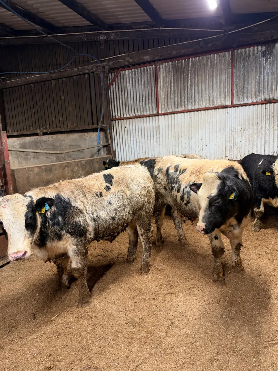 Blue and sim beef bred bulls - Image 2