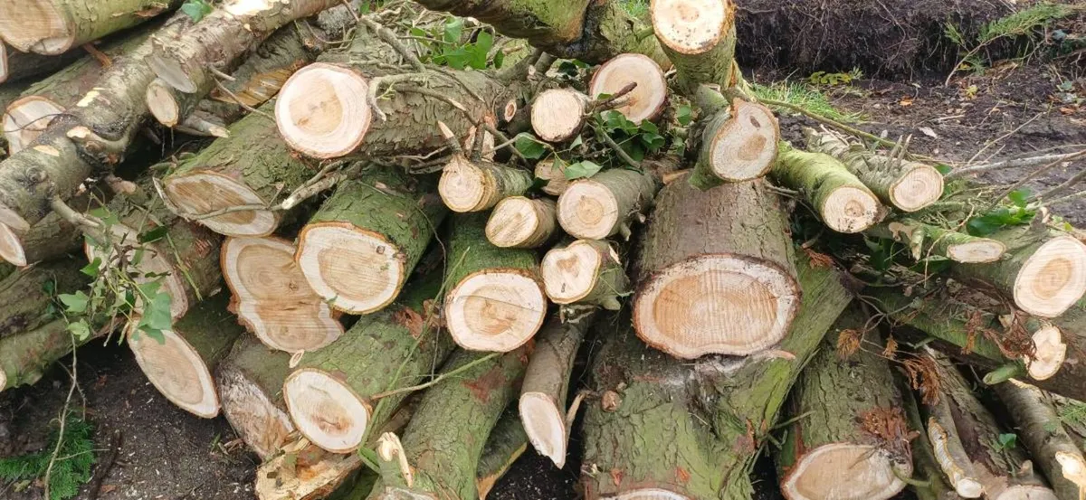Timber Wood - Image 1
