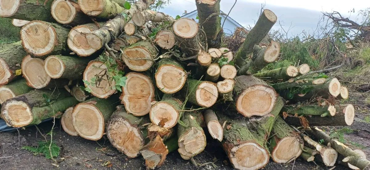 Timber Wood - Image 2