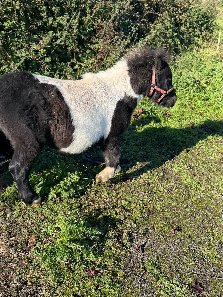 Shetlanstallion - Image 1
