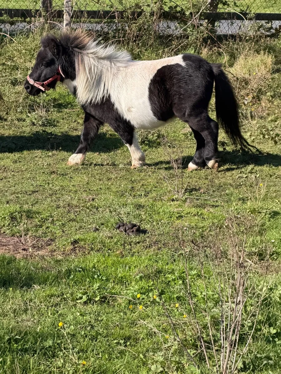 Shetlanstallion - Image 2