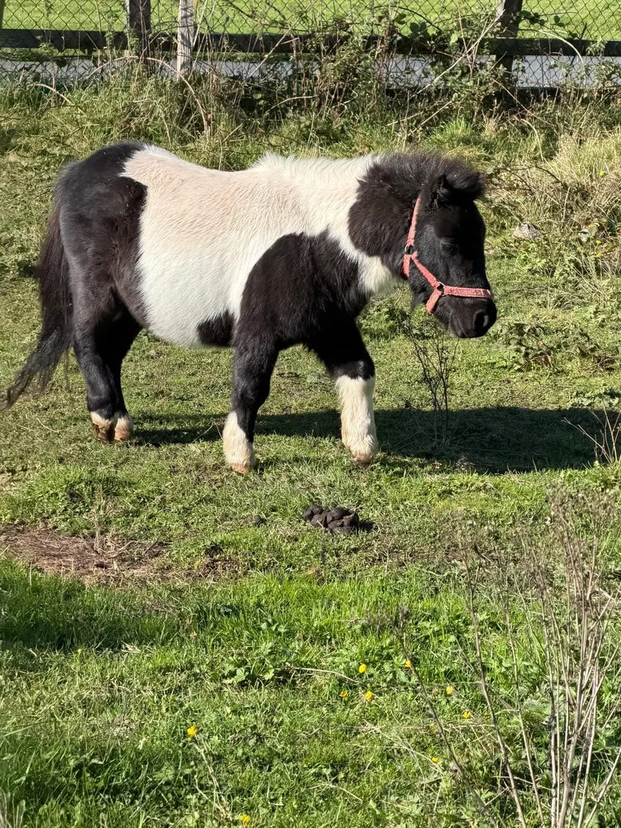 Shetlanstallion - Image 4