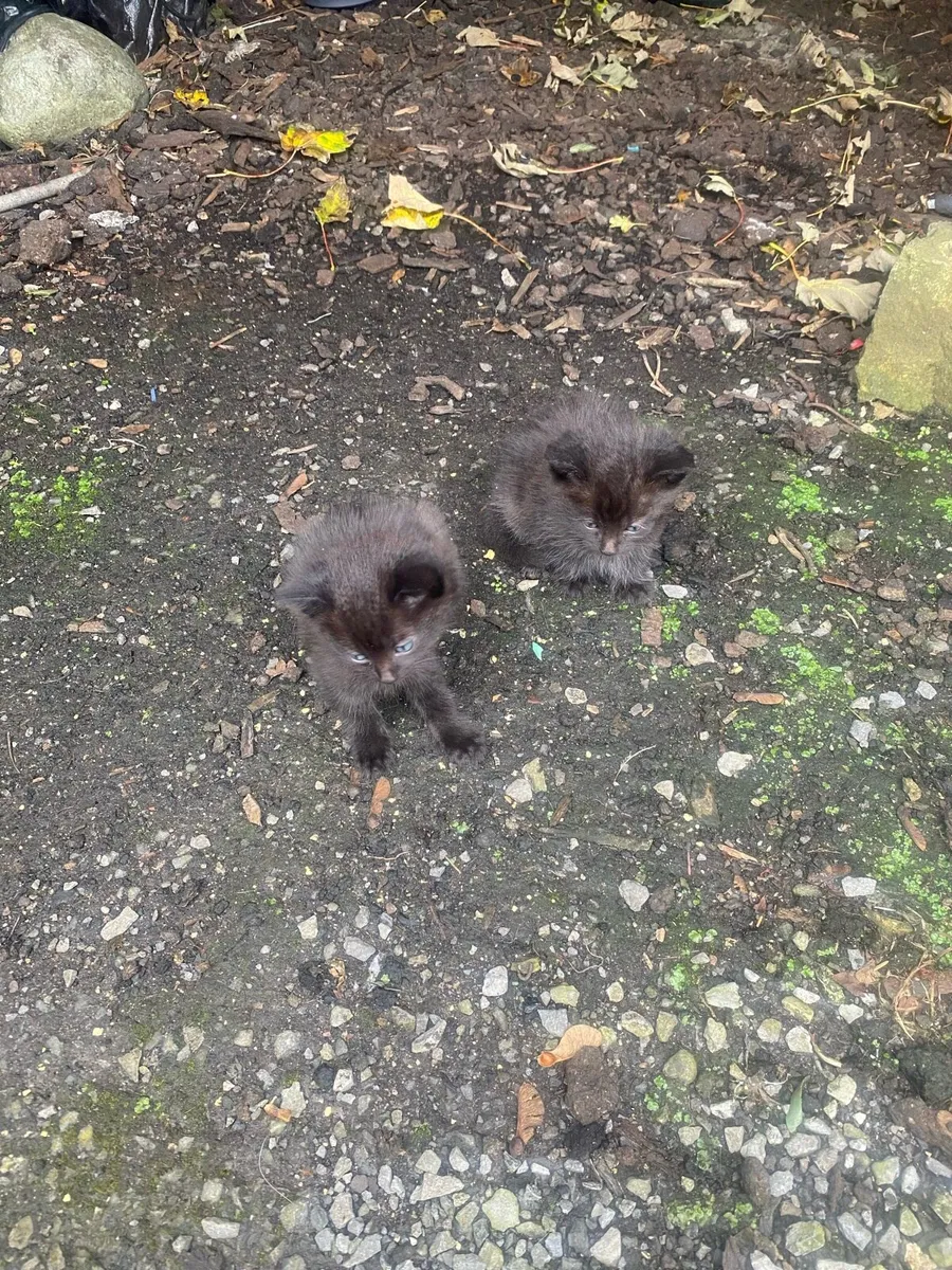 Kittens to good homes only - Image 1