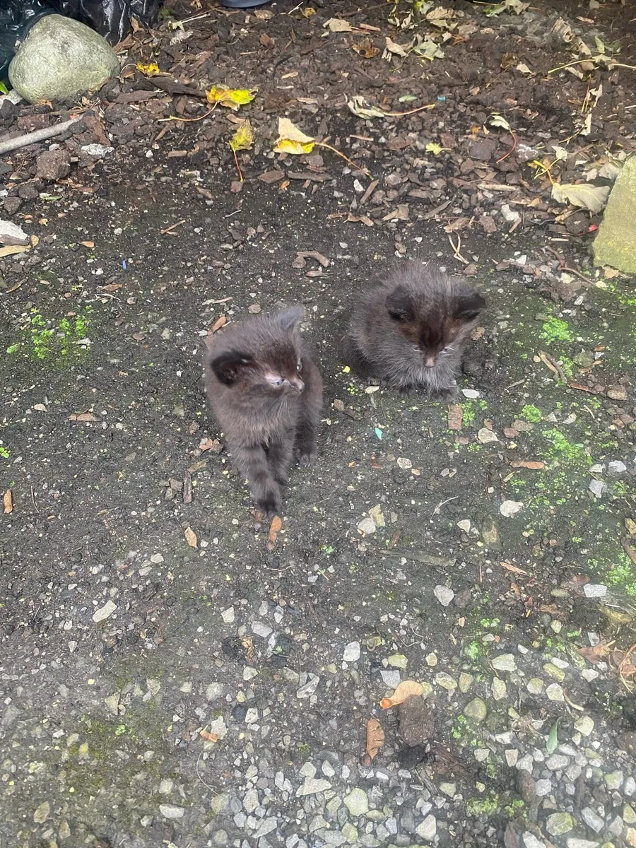 Kittens to good homes only - Image 2