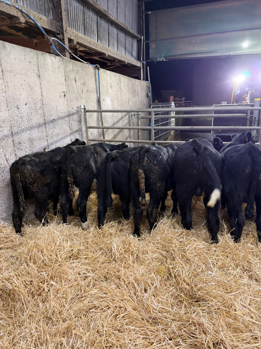 Angus and lim bulls - Image 2