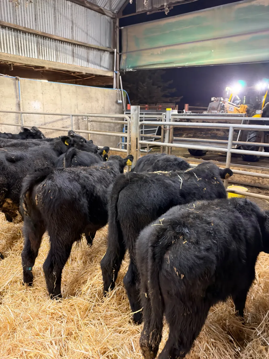 Angus and lim bulls - Image 4