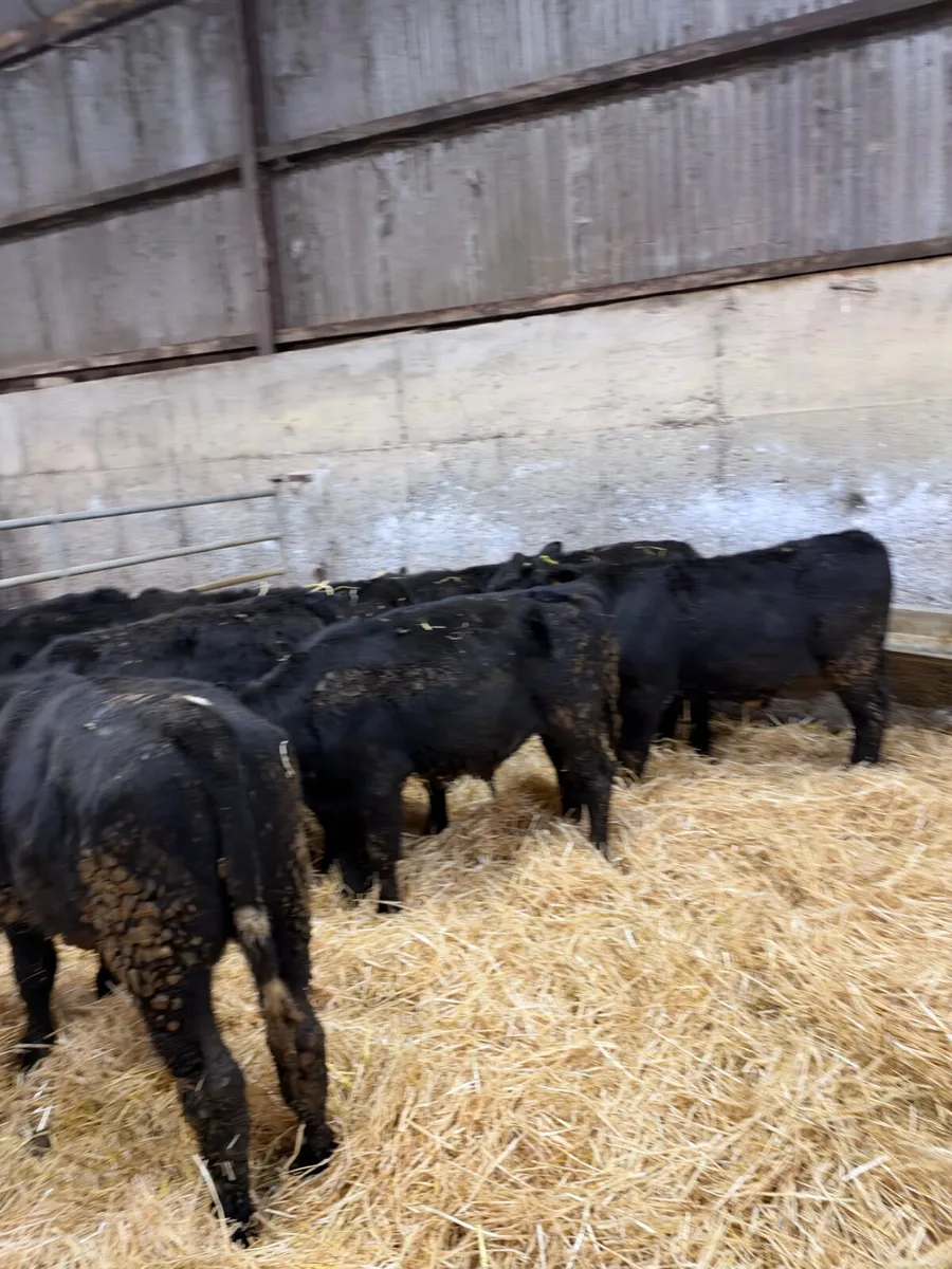 Angus and lim bulls - Image 1