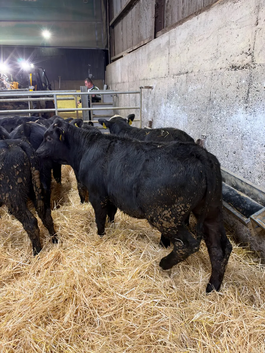 Angus and lim bulls - Image 3