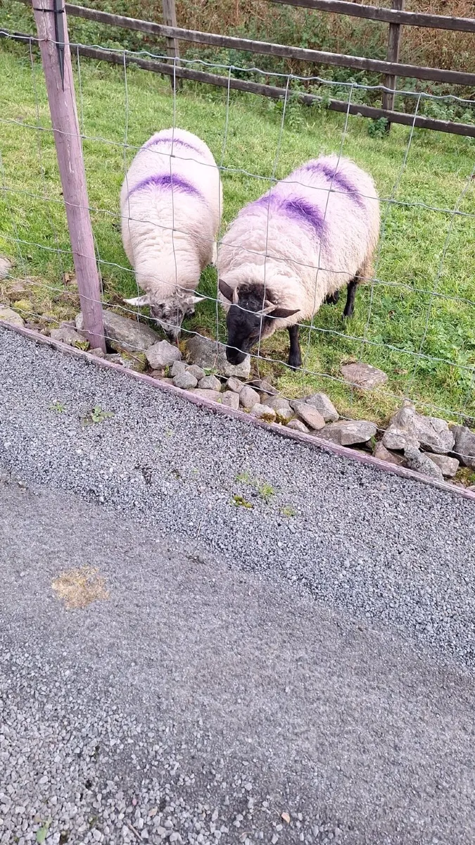 Two Crossbred Ewe Lambs - Image 1