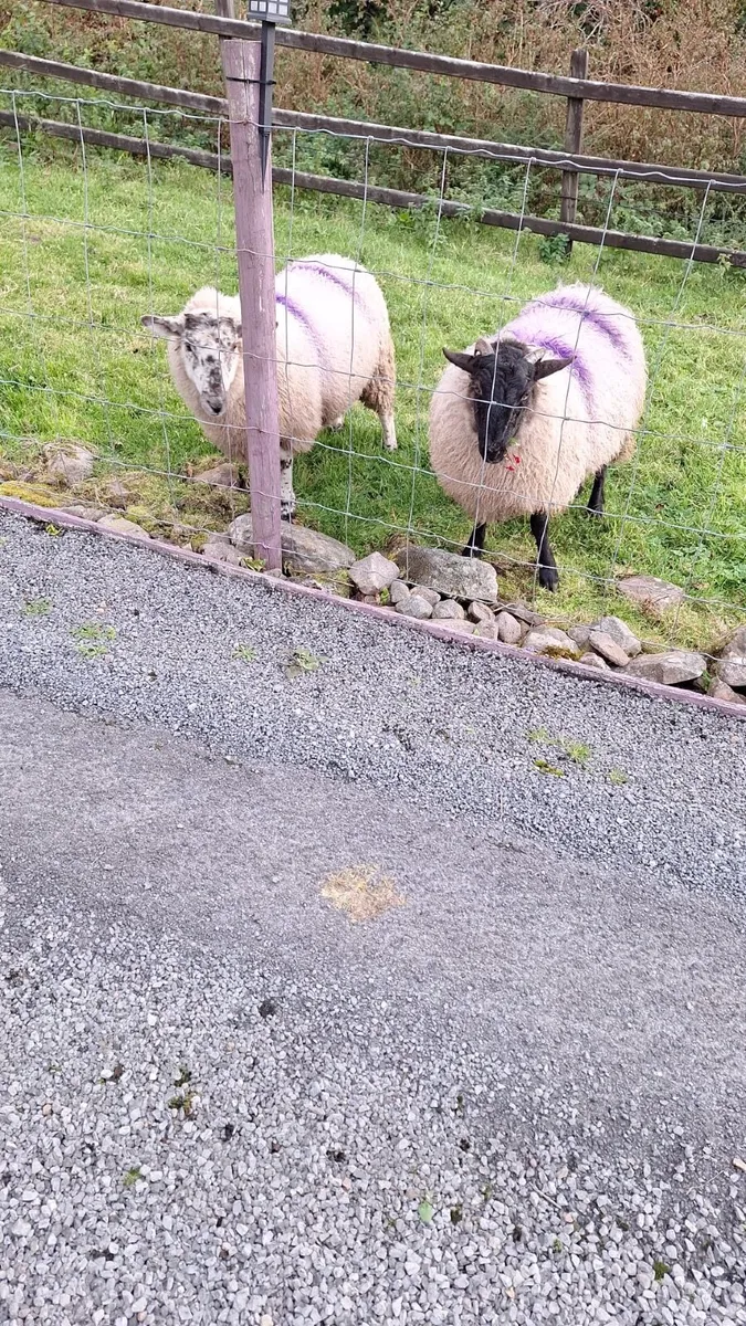 Two Crossbred Ewe Lambs - Image 2