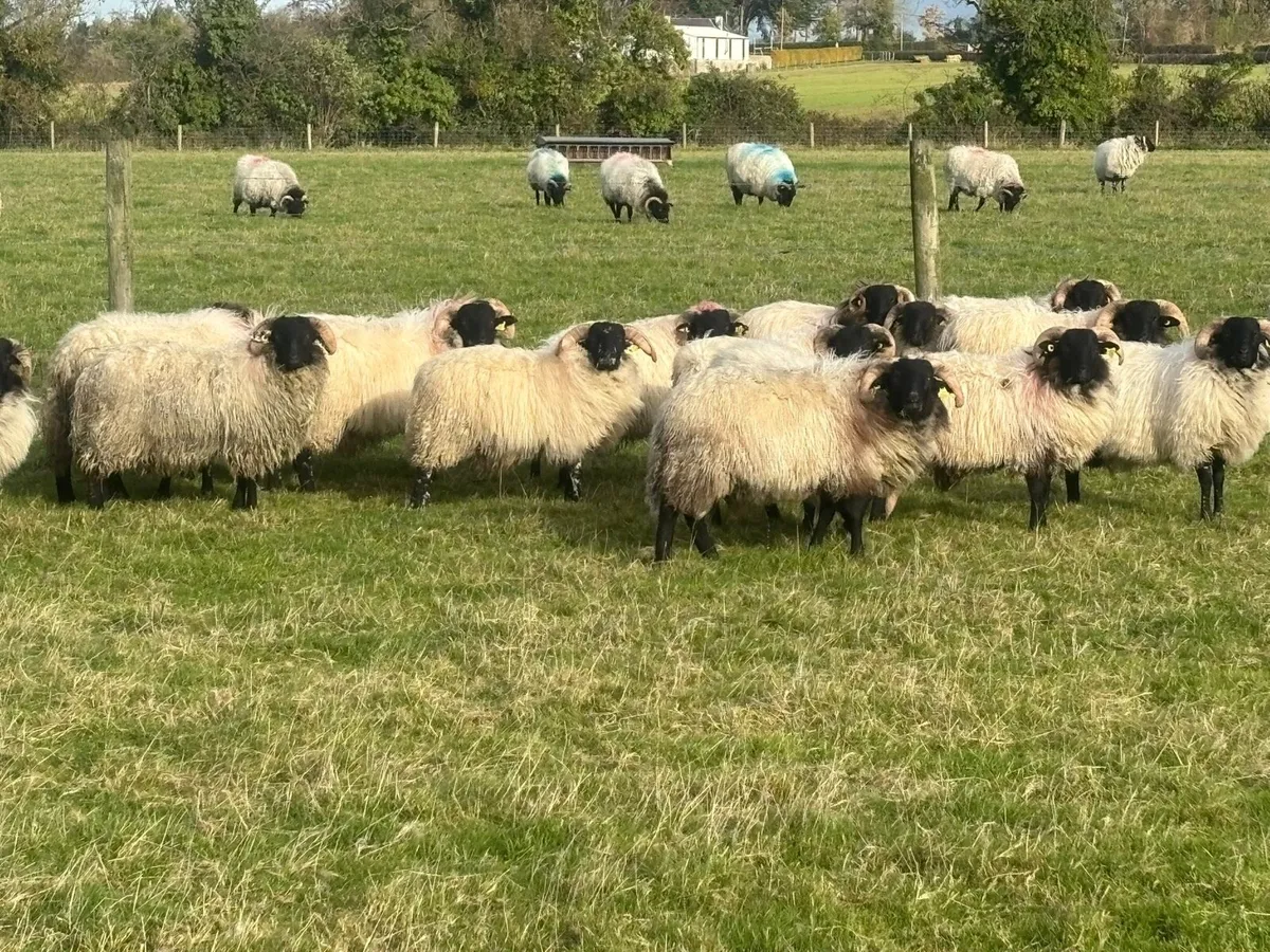 Ram lambs - Image 3